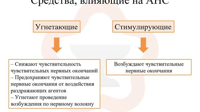 3.1.  Афферентная нервная система