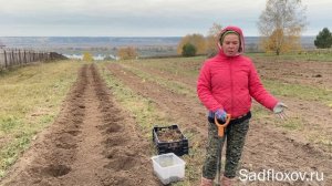 Осенняя посадка флоксов в октябре