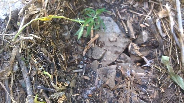 муравьи и их личинки смотреть онлайн