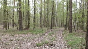 ГРИБЫ -польза или  вред для нашего здоровья ! ? Лесные Грибы и Тепличные Шампиньоны , что лучше ?