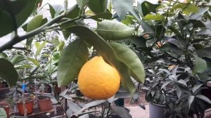 Грейпфрут Мелоголд