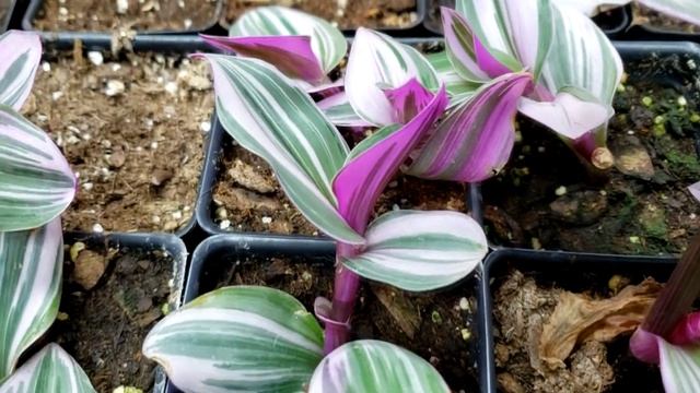 HOT PINK House Plants Tradescantia Nanouk and Pallida Variegata смотреть онлайн