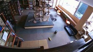 Биологи объяснили странное поведение птиц и кошек перед землетрясением в Турции