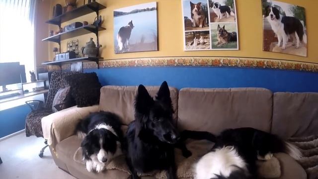 How to stop your dog chasing your cat смотреть онлайн