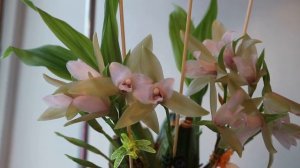 Lycaste tricolor полный роспуск и другие орхидеи.