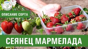 Клубника. Описание сорта Сеянец мармелада. Айтжанова Светлана Дмитриевна о сортах земляники.