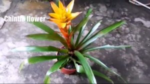 Jenis Bunga Bromelia Guzmania Warna Kuning