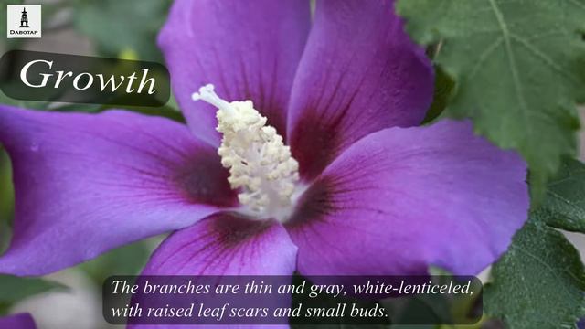 (Dabotap/Flower) Hibiscus syriacus смотреть онлайн