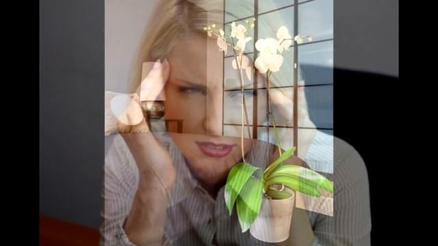 Орхидея Приметы и суеверия смотреть онлайн