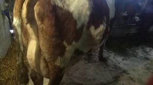 доения коровы руками.