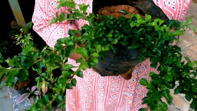 ഓൺലൈനിൽ ചെടിവാങ്ങാൻ ഒരു കിടിലൻ വീഡിയോ #onlineplants #lovemyplantssreekalaribu
