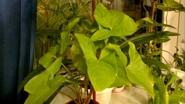 Комнатные цветы. Сингониум Syngonium Все секреты ухода в домашних условиях. смотреть онлайн