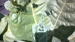 .Выращивание табака. Опасный  вредитель табака .