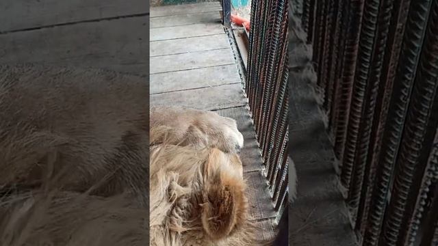 Чеши меня тëтка, да я пойду??❤ смотреть онлайн