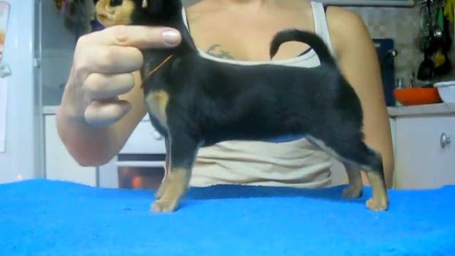 Кинич Ахау Ламбада смотреть онлайн