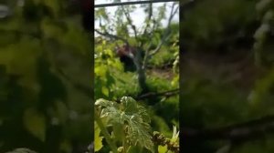 виноград Оскар. 15.05.23.