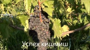 Успех кишмиш