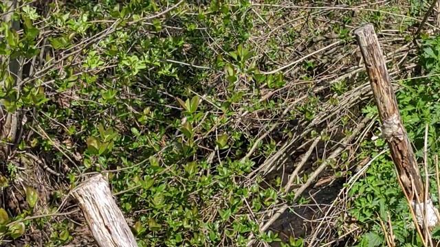 Утка с утятами. смотреть онлайн