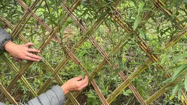 Живая изгородь из ивы спустя 3 месяца после посадки. Русская ива. смотреть онлайн