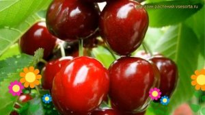 Черешня гибридная Крупноплодная. Краткий обзор, описание характеристик prunus avium Krupnoplodnaia
