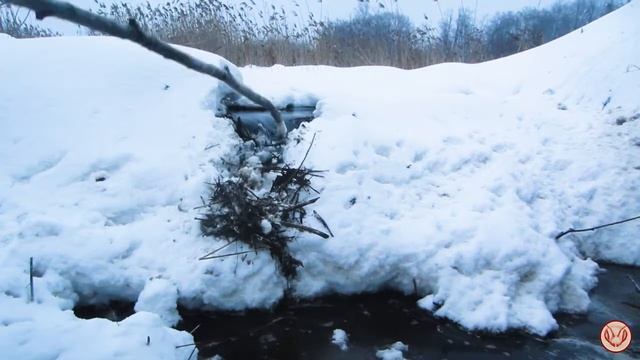 Подготовка точка. Работы зимой на участке. Сбор валежника, очистка места, сбор камыша, снос плотины смотреть онлайн