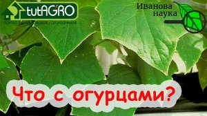 ВСЕ ОГУРЧИКИ ЗАВЯЖУТСЯ ПУЧКАМИ, если НЕ ПРОПУСТИТЬ ЭТИ СИМПТОМЫ. РАННИЕ СИГНАЛЫ ОГУРЦА о ДЕФИЦИТЕ.