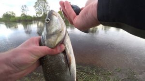 Ловля жереха тёплым майским вечерком 🌛 Savage Gear 3D Jig Minnow