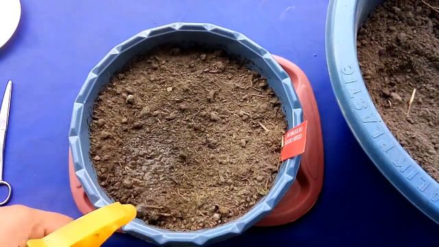 How to grow Celosia from seeds смотреть онлайн