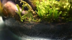 Вечный террариум с муравьями . Как мы создали вечный лес?!