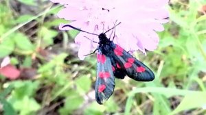 Пестрянка на короставнике