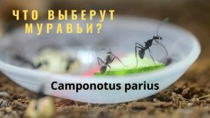 КАКУЮ ЕДУ ВЫБЕРУТ МУРАВЬИ Camponotus parius