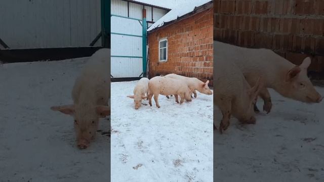 Жизнь в деревне зимой