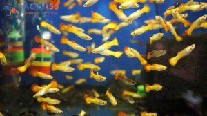 🐠Aquass - Гуппи закат сансет