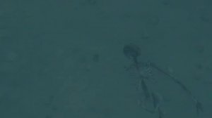 OBLIVION - 100 ФАКТОВ, СЕКРЕТОВ, ПАСХАЛОК