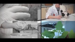 Северный кукурузный жук (Diabrotica barberi Smith & Lawrence).mp4