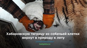 Хабаровскую тигрицу из собачьей клетки вернут в природу к лету