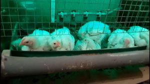 Бройлеры в подвале гаража