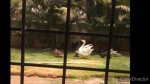 Duck & Geese mating action ...!!! Strangest video ...!!