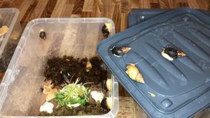 Кормлю микрозеленью улиток Ахатин и Архахатин|Пророщенные семена тыквы и подсолнечника