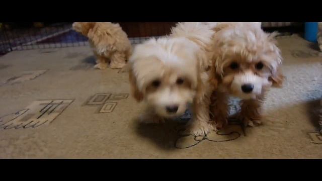 Девочка Мальтипу Агата смотреть онлайн