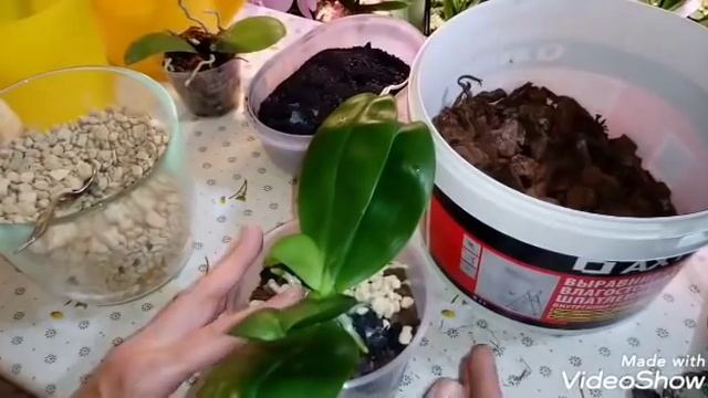 Как Разделить и Посадить Азиатскую Орхидею