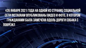 Издевательство над собакой: начато расследование