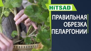 Как обрезать Пеларгонию для пышного цветения ☘ Обрезка Герани на зиму