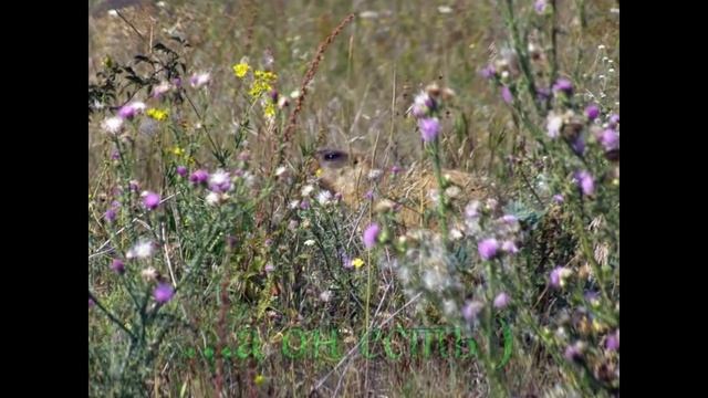 Поиск Монет. Осенние выезды 2013 (выпуск 9) смотреть онлайн
