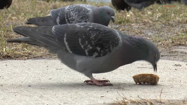 Дворник миллионер. смотреть онлайн