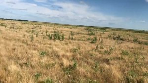 Пашем поле,целину,мтз 80