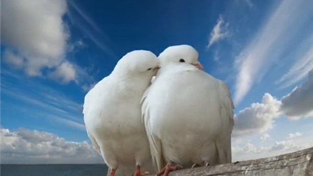 белые голуби.wmv смотреть онлайн