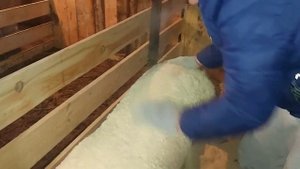 Покупка новой свиноматки , свиноматка породы крупнобелая ,  новый станок для свиноматки.