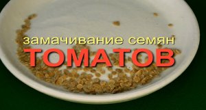 ЗАМАЧИВАНИЕ СЕМЯН ТОМАТОВ. ТРИ проверенных способа!