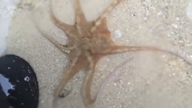 Мужчина выпустил в море спасенного осьминога и в ответ получил то, что запомнится на всю жизнь! смотреть онлайн